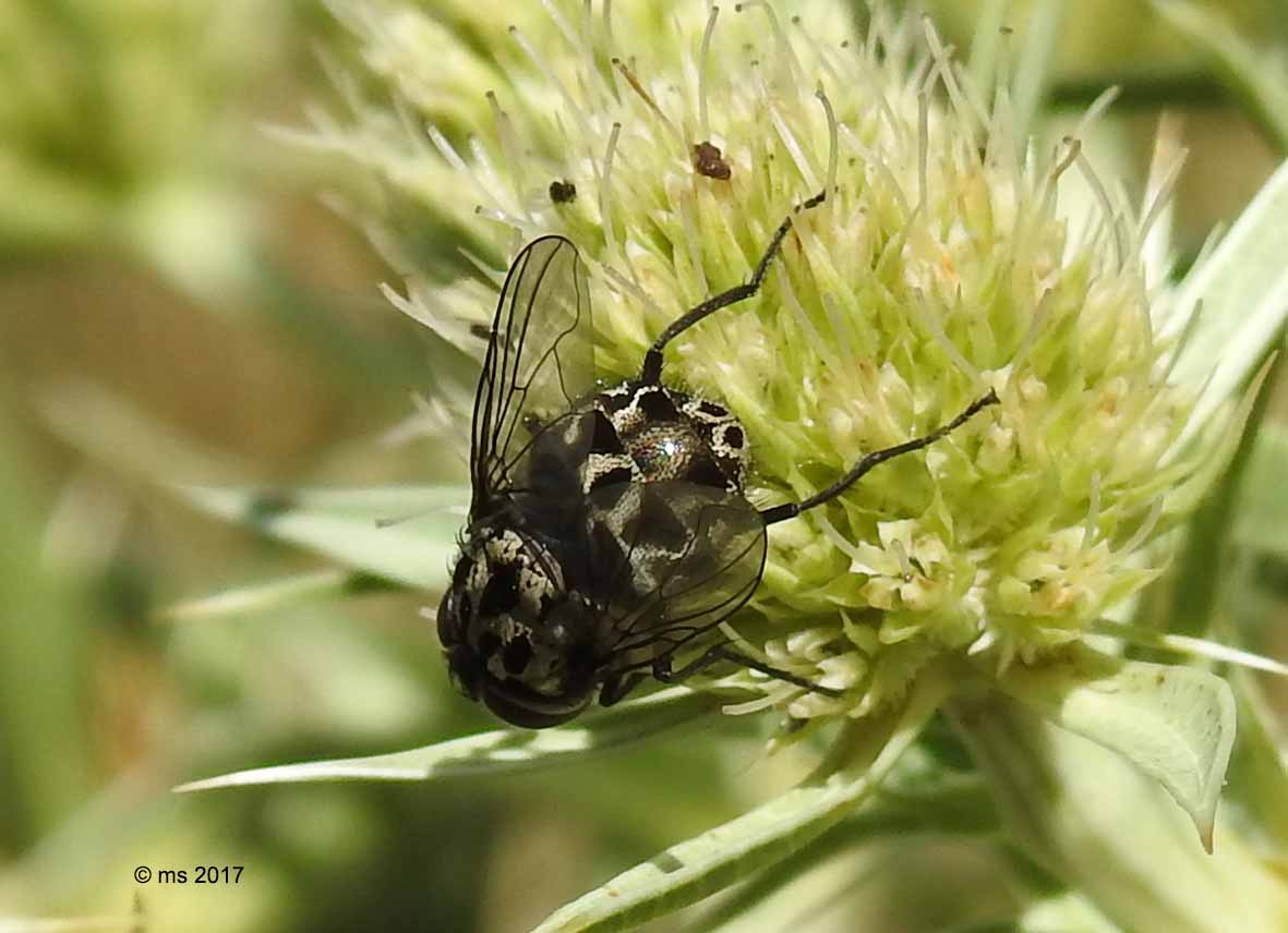 Muscidae: Graphomya maculata